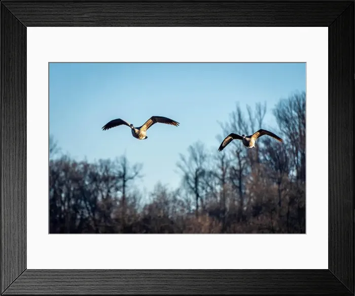 Framed Print : Canada Geese in Flight Framed Print : Canada Geese in Flight