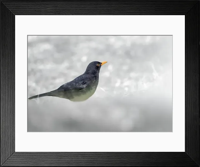 Framed Print : A blackbird (Turdus merula) standing on snowy ground Framed Print : A blackbird (Turdus merula) standing on snowy ground