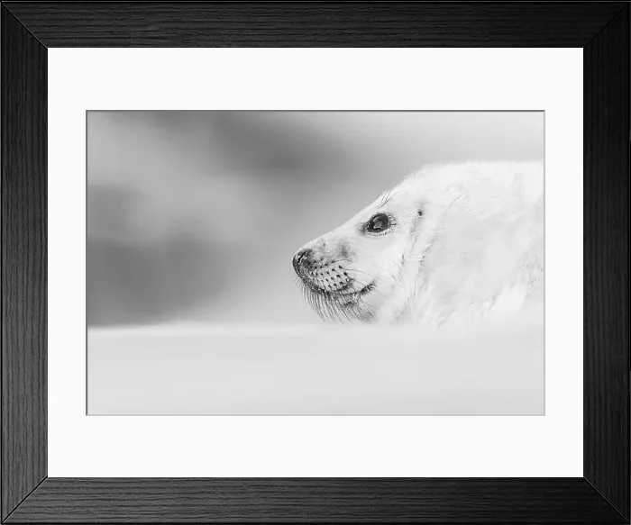 Framed Print : A grayscale shot a seal resting on snowy ground Framed Print : A grayscale shot a seal resting on snowy ground