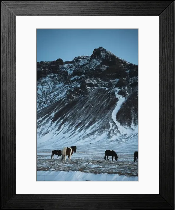 Framed Print : A serene group of Icelandic horses graze calmly against the backdrop of snow-dusted mountain slopes under a cool Framed Print : A serene group of Icelandic horses graze calmly against the backdrop of snow-dusted mountain slopes under a cool