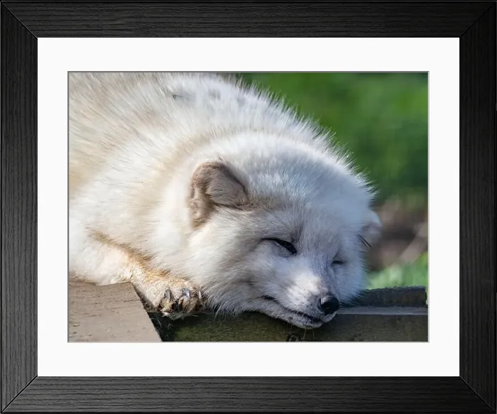 Framed Print : Cute white fox muzzle close-up, in the winter fur. Sleeping Arctic Fox enjoying the springtime sunlight Framed Print : Cute white fox muzzle close-up, in the winter fur. Sleeping Arctic Fox enjoying the springtime sunlight