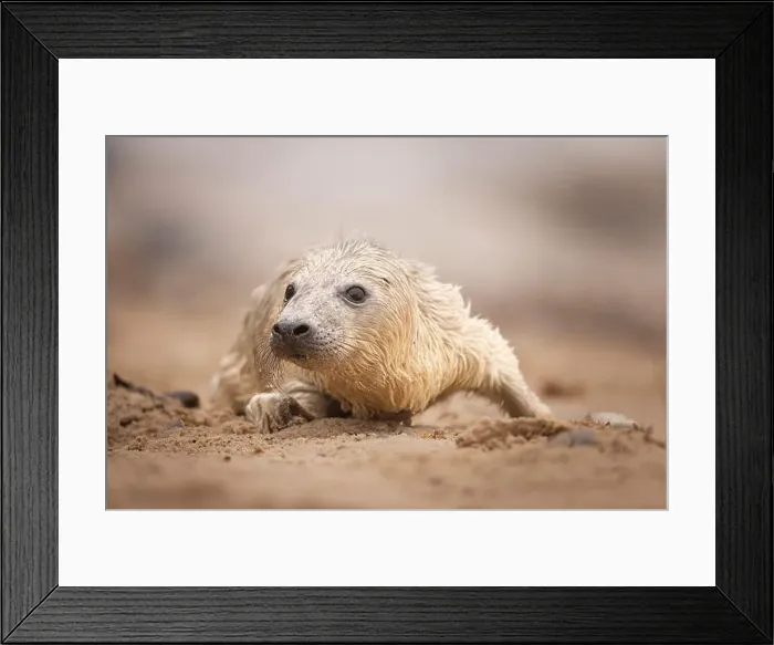 Framed Print : A Grey Seal pup of a pebble beach in Norfolk, UK Framed Print : A Grey Seal pup of a pebble beach in Norfolk, UK