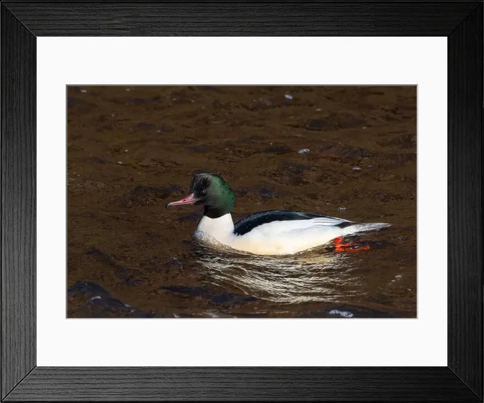 Framed Print : Drake Goosander (Mergus merganser) on a fast flowing river in the Peak District England Framed Print : Drake Goosander (Mergus merganser) on a fast flowing river in the Peak District England
