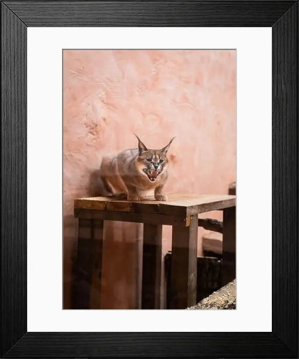 Framed Print : Angry Lynx portrait in Ukrainian zoo Framed Print : Angry Lynx portrait in Ukrainian zoo