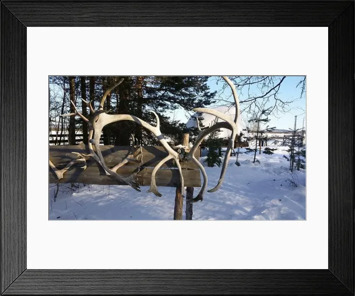 Framed Print : Reindeer horns exposed in a snowy field in northern Sweden