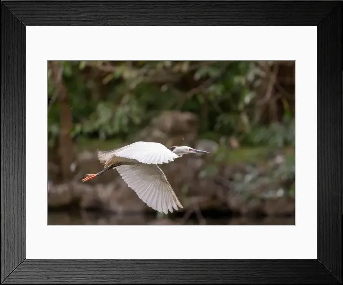 Framed Print : Great egret in flight, wings wide open, park in Taiwan Framed Print : Great egret in flight, wings wide open, park in Taiwan
