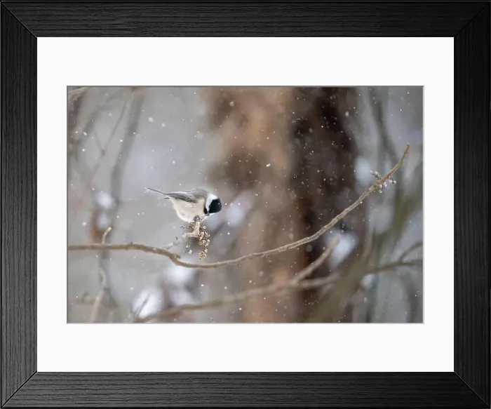 Framed Print : A bird spreading its wings on a snowy tree branch Framed Print : A bird spreading its wings on a snowy tree branch