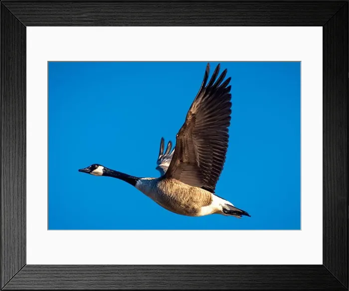 Framed Print : Canadian Goose in Flight Framed Print : Canadian Goose in Flight