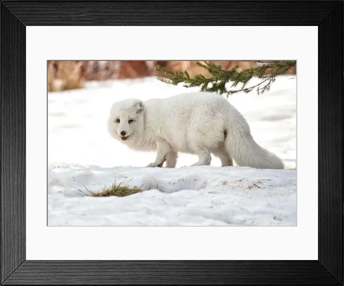 Framed Print : Arctic fox in an animal sanctuary Framed Print : Arctic fox in an animal sanctuary