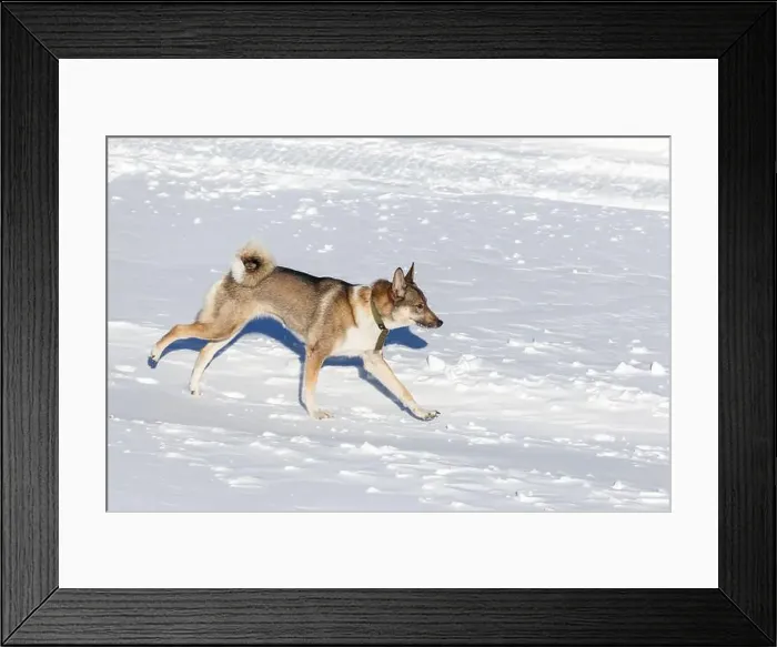 Framed Print : A red Siberian Laika runs through clean snow on a clear day. Close-up Framed Print : A red Siberian Laika runs through clean snow on a clear day. Close-up