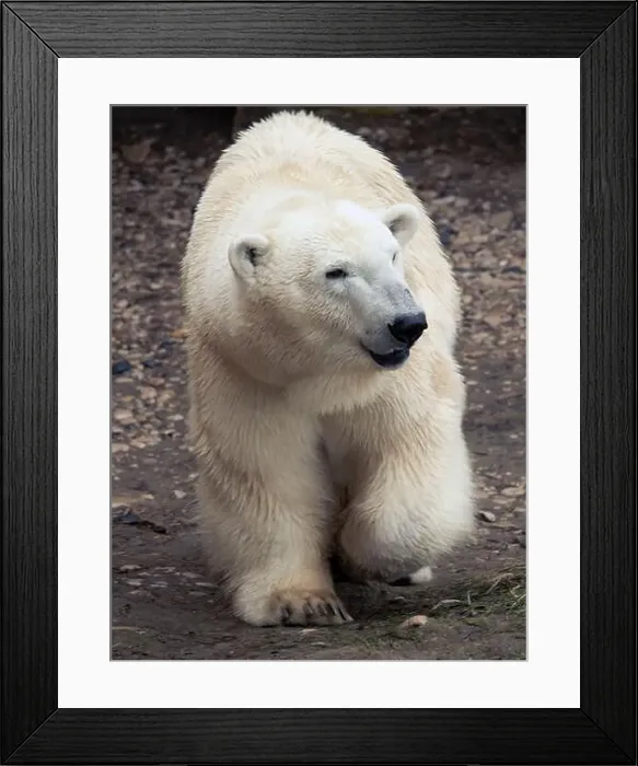 Framed Print : polar bear walking across rocky tundra Zoo photo Framed Print : polar bear walking across rocky tundra Zoo photo