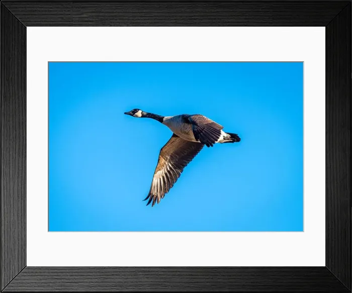 Framed Print : Canadian Goose in Flight Framed Print : Canadian Goose in Flight