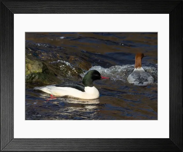 Framed Print : Drake Goosander (Mergus merganser) on a fast flowing river in the Peak District England Framed Print : Drake Goosander (Mergus merganser) on a fast flowing river in the Peak District England