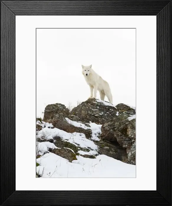 Framed Print : Arctic wolf Canis lupus arctos, adult standing on snow covered rocks, controlled conditions Framed Print : Arctic wolf Canis lupus arctos, adult standing on snow covered rocks, controlled conditions