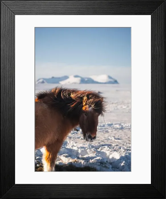 Framed Print : An Icelandic horse, with its distinctive mane Framed Print : An Icelandic horse, with its distinctive mane