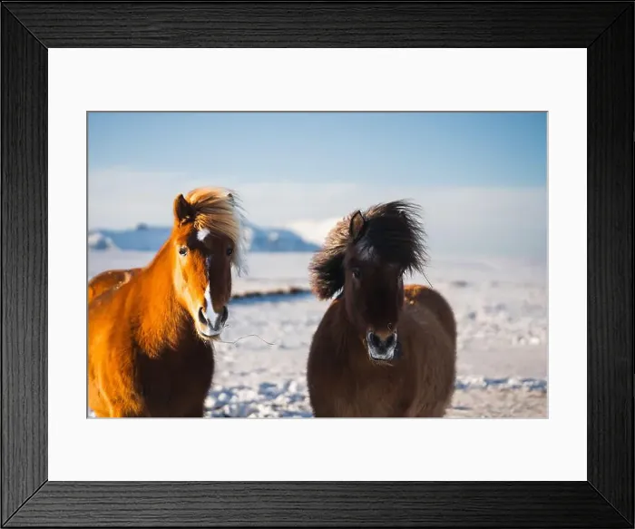 Framed Print : Two beautiful Icelandic horses Framed Print : Two beautiful Icelandic horses