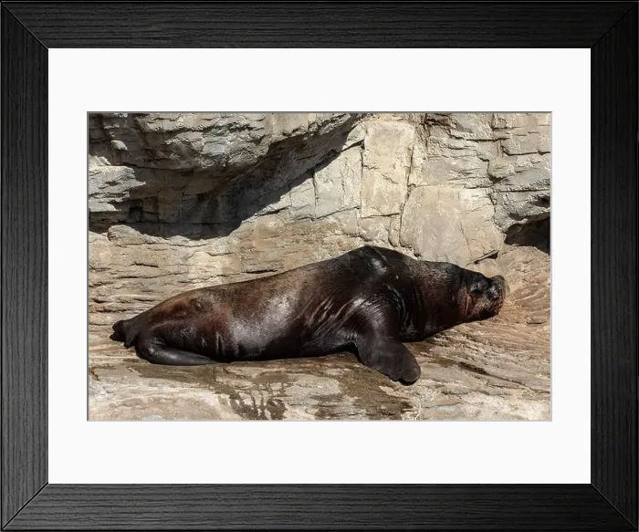 Framed Print : Tranquil Pacific Walrus Resting on Cliff - Majestic Wildlife Scene Framed Print : Tranquil Pacific Walrus Resting on Cliff - Majestic Wildlife Scene