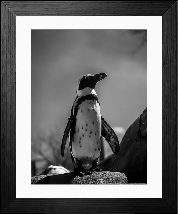 Framed Print : A vertical of a penguin stands on a rock at a zoo in grayscale Framed Print : A vertical of a penguin stands on a rock at a zoo in grayscale