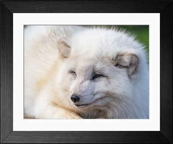 Framed Print : Cute white fox muzzle close-up, in the winter fur. Sleeping Arctic Fox enjoying the springtime sunlight Framed Print : Cute white fox muzzle close-up, in the winter fur. Sleeping Arctic Fox enjoying the springtime sunlight