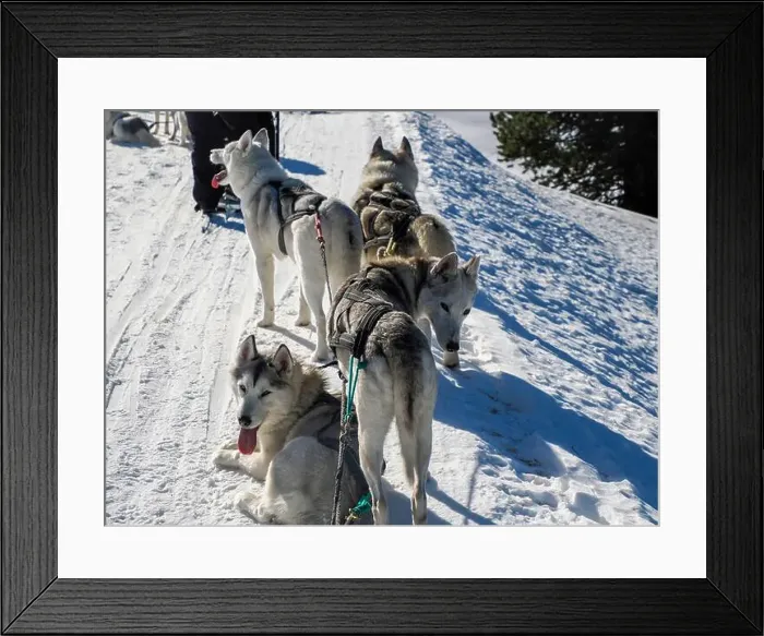 Framed Print : Sleddog with husky dogs in snow mountains white background in dolomites on sunny day Framed Print : Sleddog with husky dogs in snow mountains white background in dolomites on sunny day