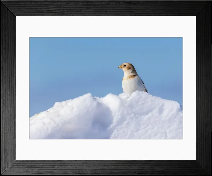 Framed Print : snow bunting (Plectrophenax nivalis) Framed Print : snow bunting (Plectrophenax nivalis)