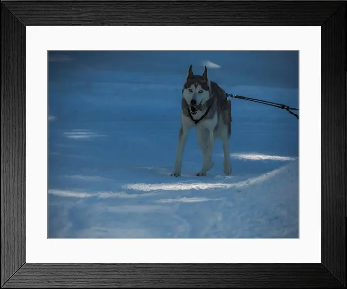 Framed Print : Sled dog with husky dogs running in snow mountains white background in dolomites in winter