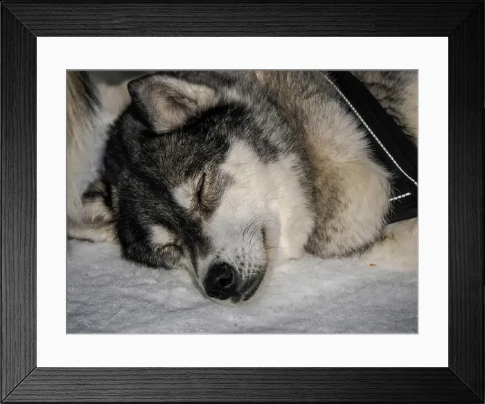 Framed Print : Sleddog with husky dogs resting in snow mountains white background in dolomites on sunny day Framed Print : Sleddog with husky dogs resting in snow mountains white background in dolomites on sunny day
