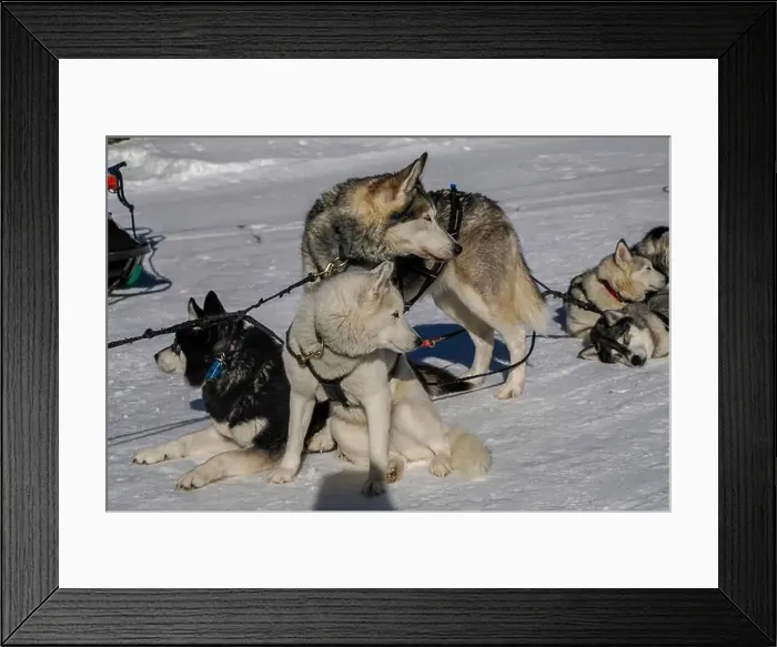 Framed Print : Sleddog with husky dogs resting in snow mountains white background in dolomites on sunny day Framed Print : Sleddog with husky dogs resting in snow mountains white background in dolomites on sunny day