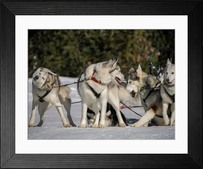 Framed Print : Sleddog with husky dogs in snow mountains white background in dolomites on sunny day Framed Print : Sleddog with husky dogs in snow mountains white background in dolomites on sunny day