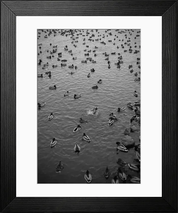 Framed Print : A serene scene of ducks floating peacefully on a calm body of water Framed Print : A serene scene of ducks floating peacefully on a calm body of water