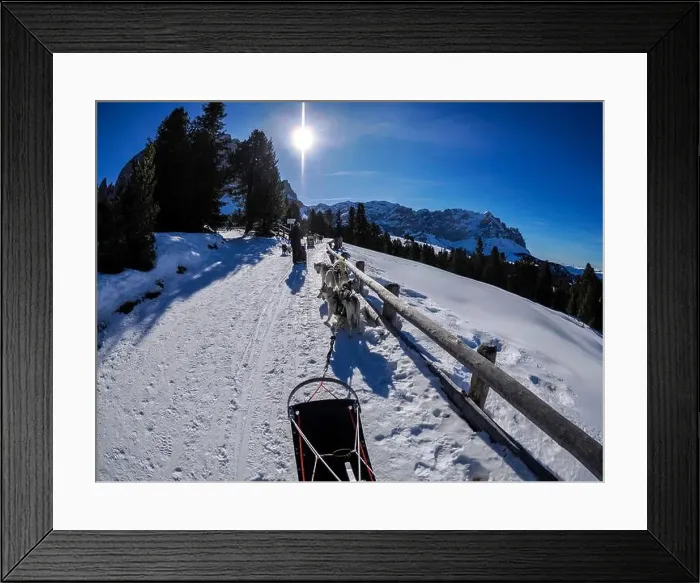 Framed Print : Sleddog with husky dogs in snow mountains white background in dolomites on sunny day view from the sled Framed Print : Sleddog with husky dogs in snow mountains white background in dolomites on sunny day view from the sled