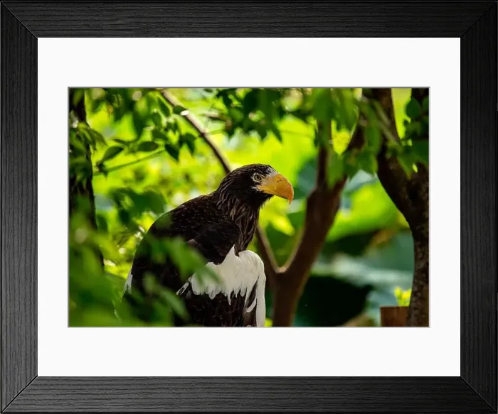 Framed Print : Majestic Steller's Sea Eagle, native to northeastern Asia Framed Print : Majestic Steller's Sea Eagle, native to northeastern Asia