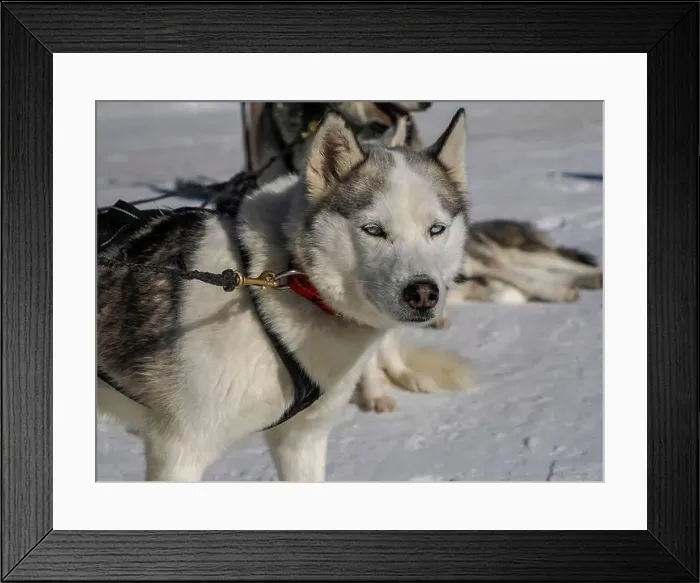Framed Print : Sleddog with husky dogs resting in snow mountains white background in dolomites on sunny day Framed Print : Sleddog with husky dogs resting in snow mountains white background in dolomites on sunny day