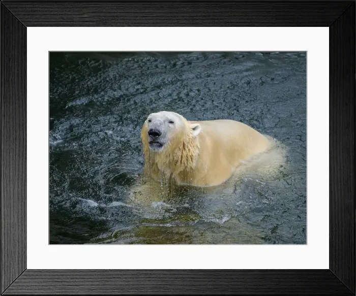 Framed Print : Portrait of a polar bear (Ursus maritimus) in the water in a zoo Framed Print : Portrait of a polar bear (Ursus maritimus) in the water in a zoo