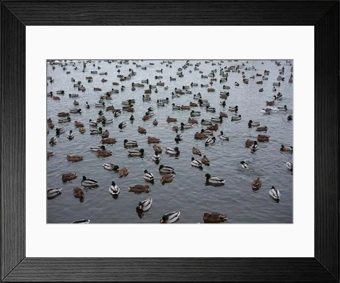 Framed Print : A serene scene of ducks floating peacefully on a calm body of water Framed Print : A serene scene of ducks floating peacefully on a calm body of water
