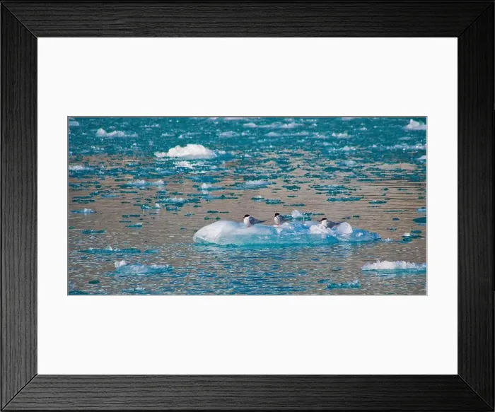 Framed Print : Arctic Tern, Sterna paradisaea, Arctic, Spitsbergen, Svalbard, Norway, Europe