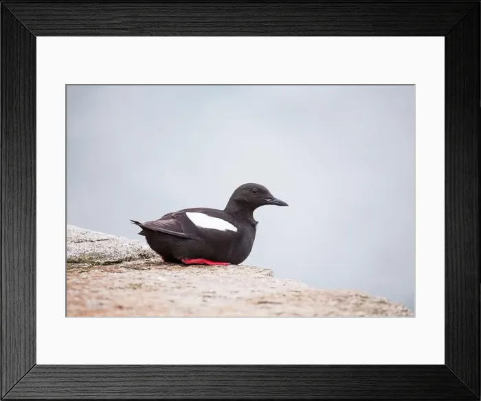 Framed Print : Black Guillemot (Cepphus grylle) spotted off coast in Ireland Framed Print : Black Guillemot (Cepphus grylle) spotted off coast in Ireland