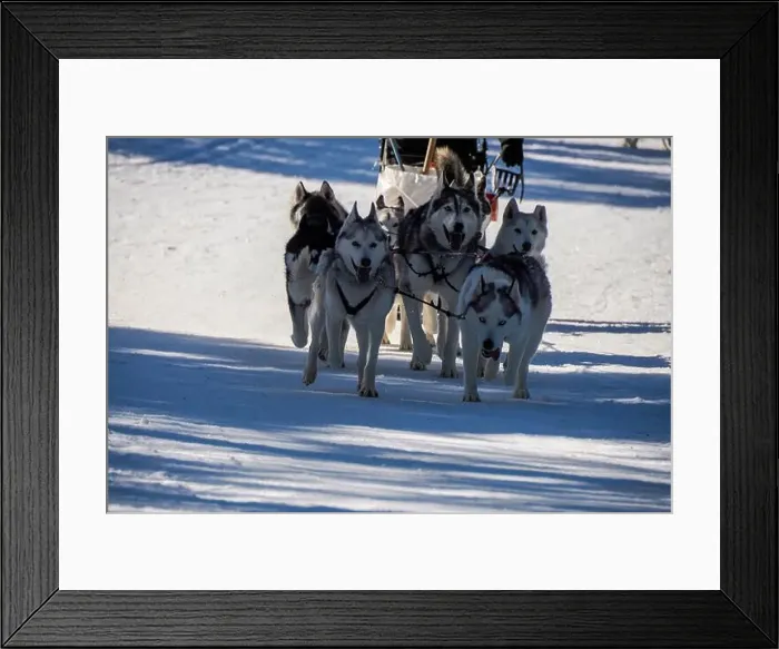 Framed Print : Sled dog with husky dogs running in snow mountains white background in dolomites in winter