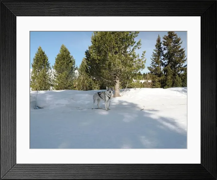 Framed Print : Sleddog with husky dogs in snow mountains white background in dolomites on sunny day Framed Print : Sleddog with husky dogs in snow mountains white background in dolomites on sunny day