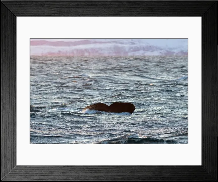Framed Print : Europe, Norway, Troms County, Fluke of a Sperm Whale disappearing below the Sea off the Coast of Skjervoy Framed Print : Europe, Norway, Troms County, Fluke of a Sperm Whale disappearing below the Sea off the Coast of Skjervoy