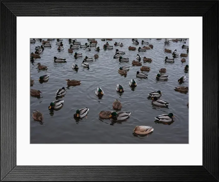 Framed Print : A serene scene of ducks floating peacefully on a calm body of water Framed Print : A serene scene of ducks floating peacefully on a calm body of water