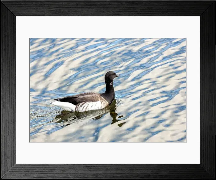 Framed Print : A Brent Goose grazes on the shoreline Framed Print : A Brent Goose grazes on the shoreline