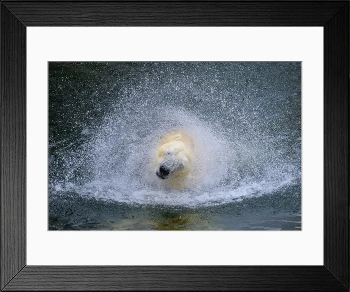 Framed Print : Portrait of a polar bear (Ursus maritimus) in the water in a zoo, splashing water Framed Print : Portrait of a polar bear (Ursus maritimus) in the water in a zoo, splashing water
