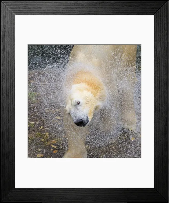 Framed Print : Portrait of a polar bear (Ursus maritimus) in the water in a zoo, splashing water Framed Print : Portrait of a polar bear (Ursus maritimus) in the water in a zoo, splashing water