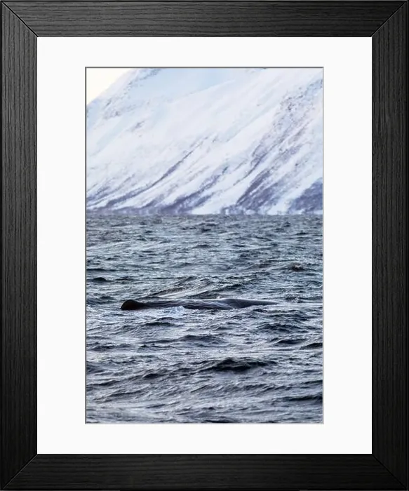 Framed Print : Europe, Norway, Troms County, Sperm Whale swimming close to the island of Skjervoy Framed Print : Europe, Norway, Troms County, Sperm Whale swimming close to the island of Skjervoy