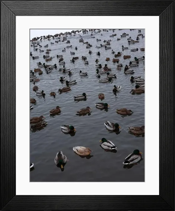 Framed Print : A serene scene of ducks floating peacefully on a calm body of water Framed Print : A serene scene of ducks floating peacefully on a calm body of water