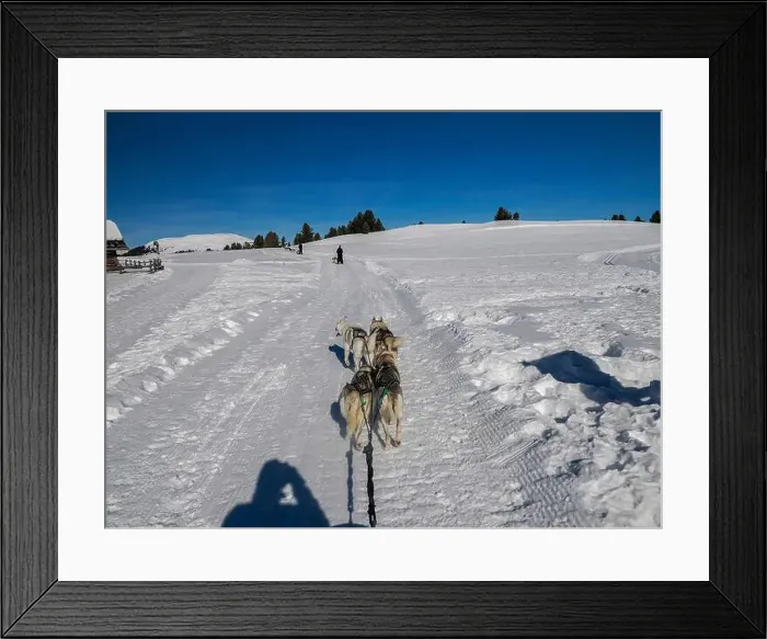 Framed Print : Sled dog with husky dogs in snow mountains white background in dolomites on sunny day view from the sled with dogs Framed Print : Sled dog with husky dogs in snow mountains white background in dolomites on sunny day view from the sled with dogs