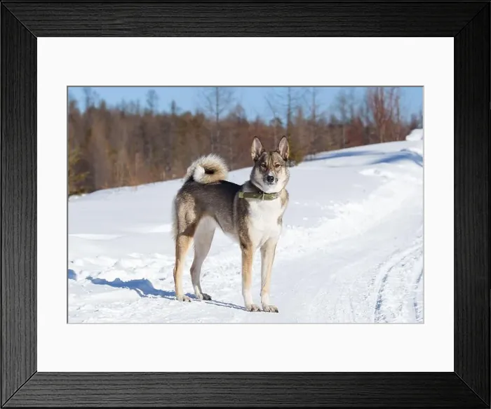 Framed Print : Siberian Laika. Photo against the backdrop of a winter forest Framed Print : Siberian Laika. Photo against the backdrop of a winter forest