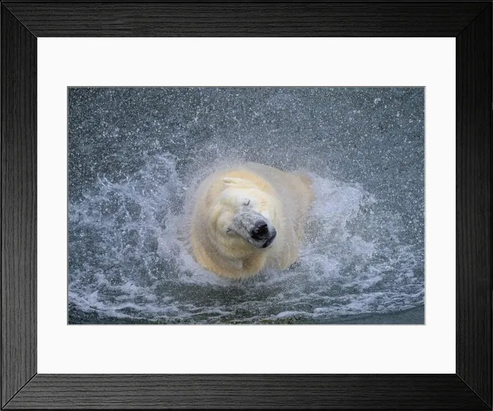 Framed Print : Portrait of a polar bear (Ursus maritimus) in the water in a zoo, splashing water Framed Print : Portrait of a polar bear (Ursus maritimus) in the water in a zoo, splashing water