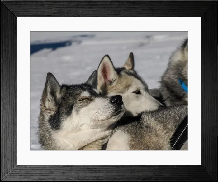 Framed Print : Sleddog with husky dogs resting in snow mountains white background in dolomites on sunny day Framed Print : Sleddog with husky dogs resting in snow mountains white background in dolomites on sunny day